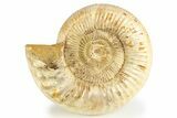 Jurassic Ammonite (Kranosphinctes) - Madagascar #257155-1